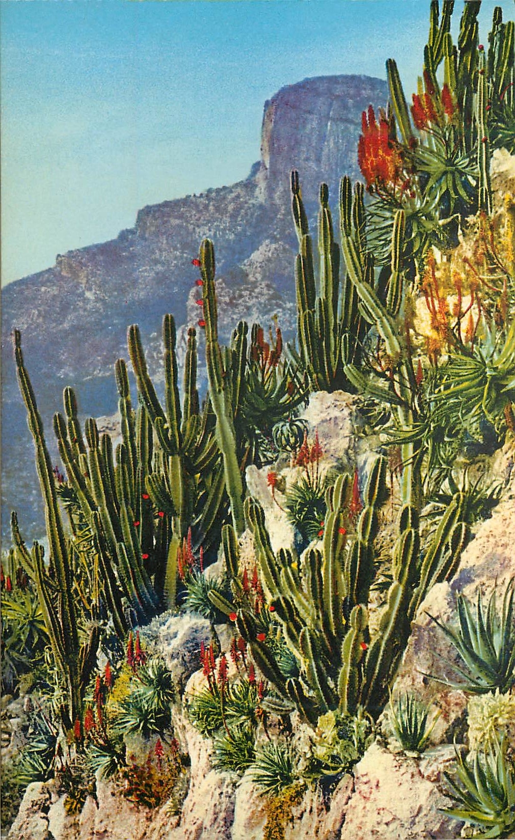 CPA Jardin exotique de Monaco Cereus et Aloes divers 