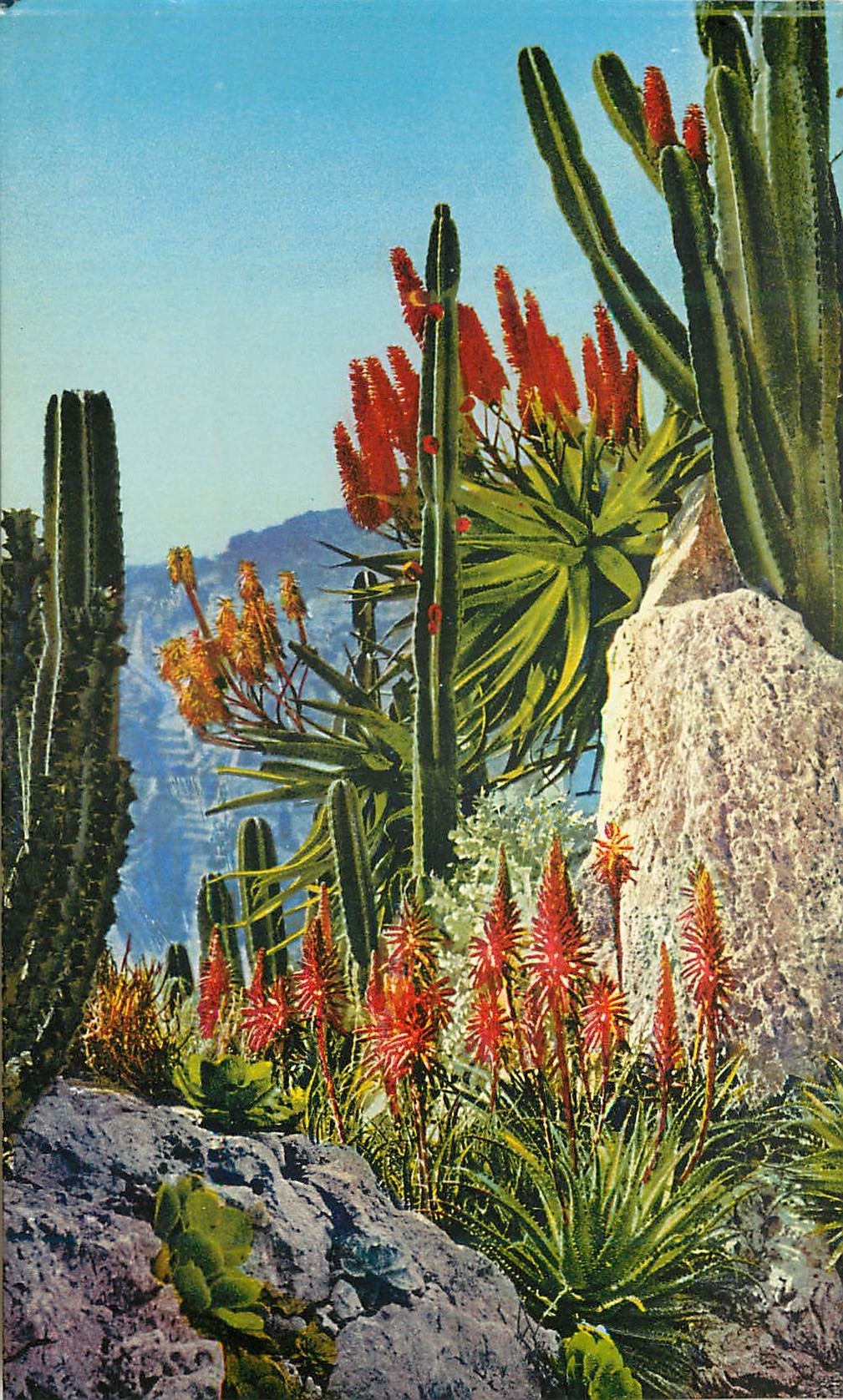 CPA Jardin exotique de Monaco Euphorbe Sempervivum Aloes Spinosissima et divers Cereus Jamacaru et divers 