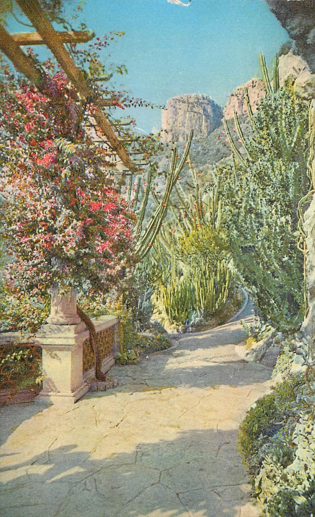 CPA Jardin exotique de Monaco Bougainvillea spectabilis Euphorbes et cereus divers Euphorbia grandicornis 