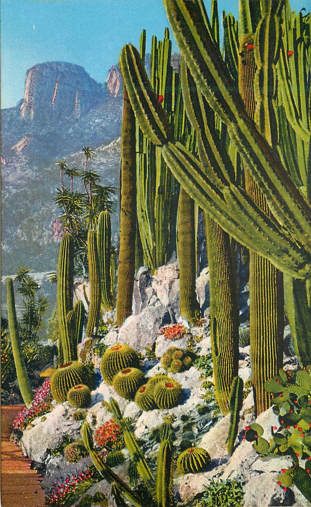 CPA Jardin exotique de Monaco Cereus Pilocereus et Echinocactus divers 