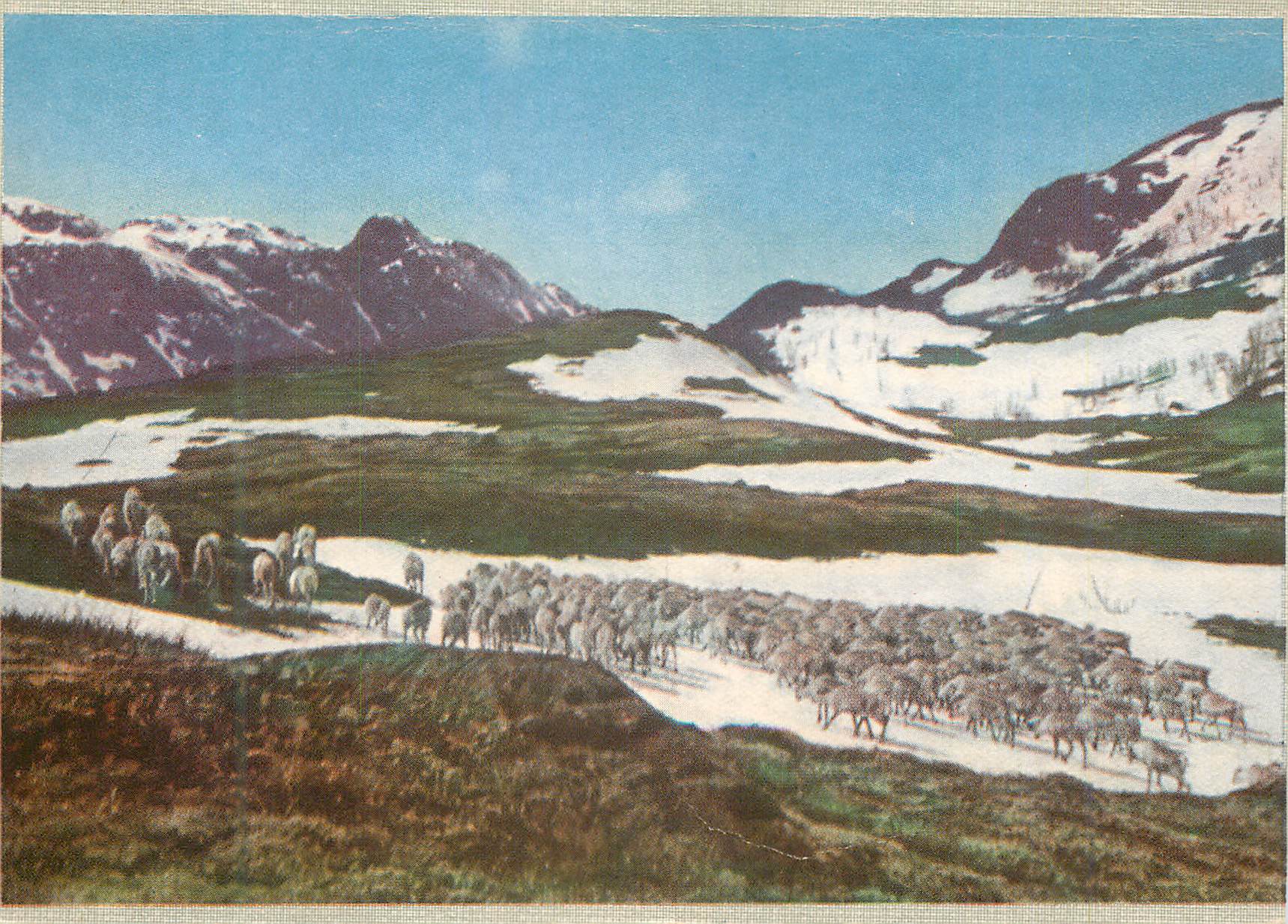 CPA Norge Reinsdyr i fjellet 