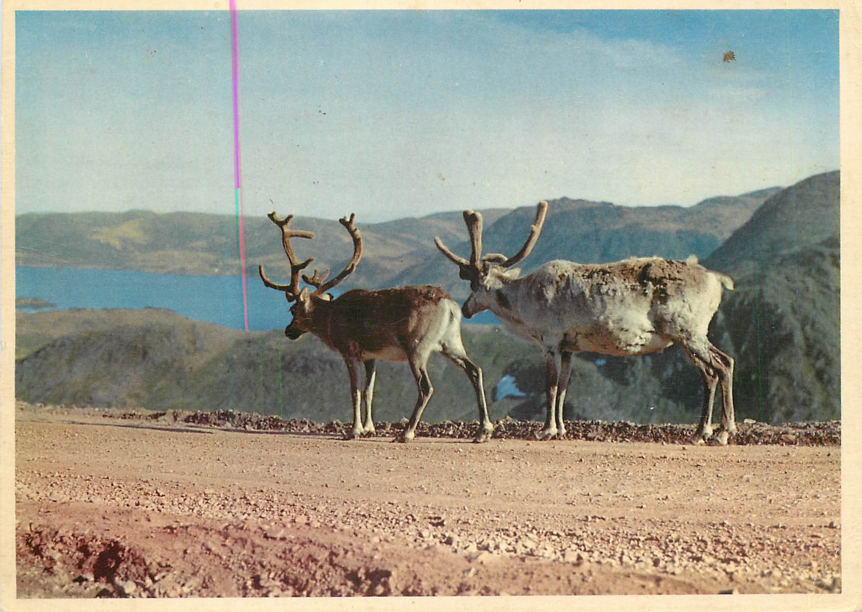 CPM Norway Reindeer on the North Cape Road 