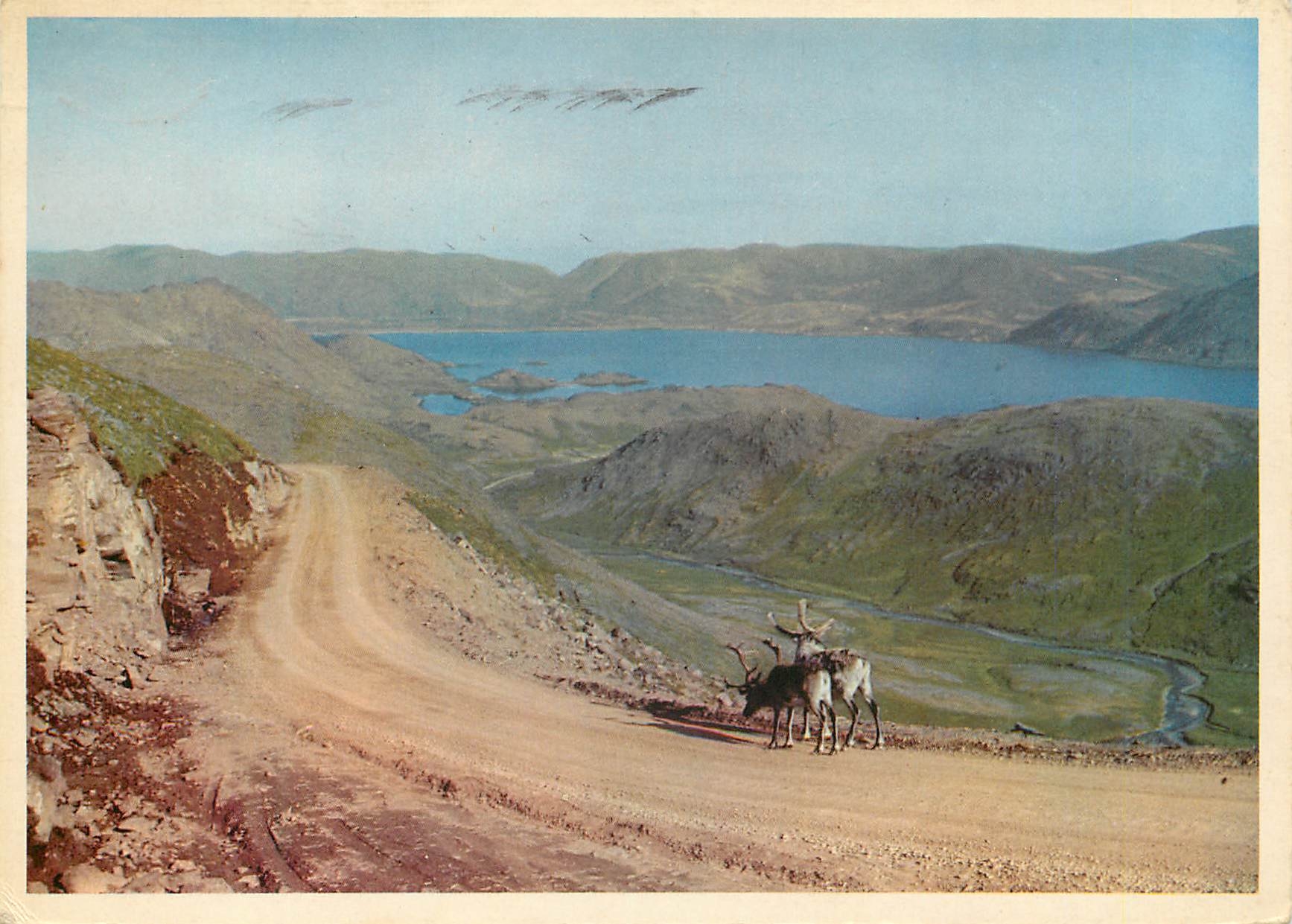 CPM Norway Reindeer on the North Cape Road 