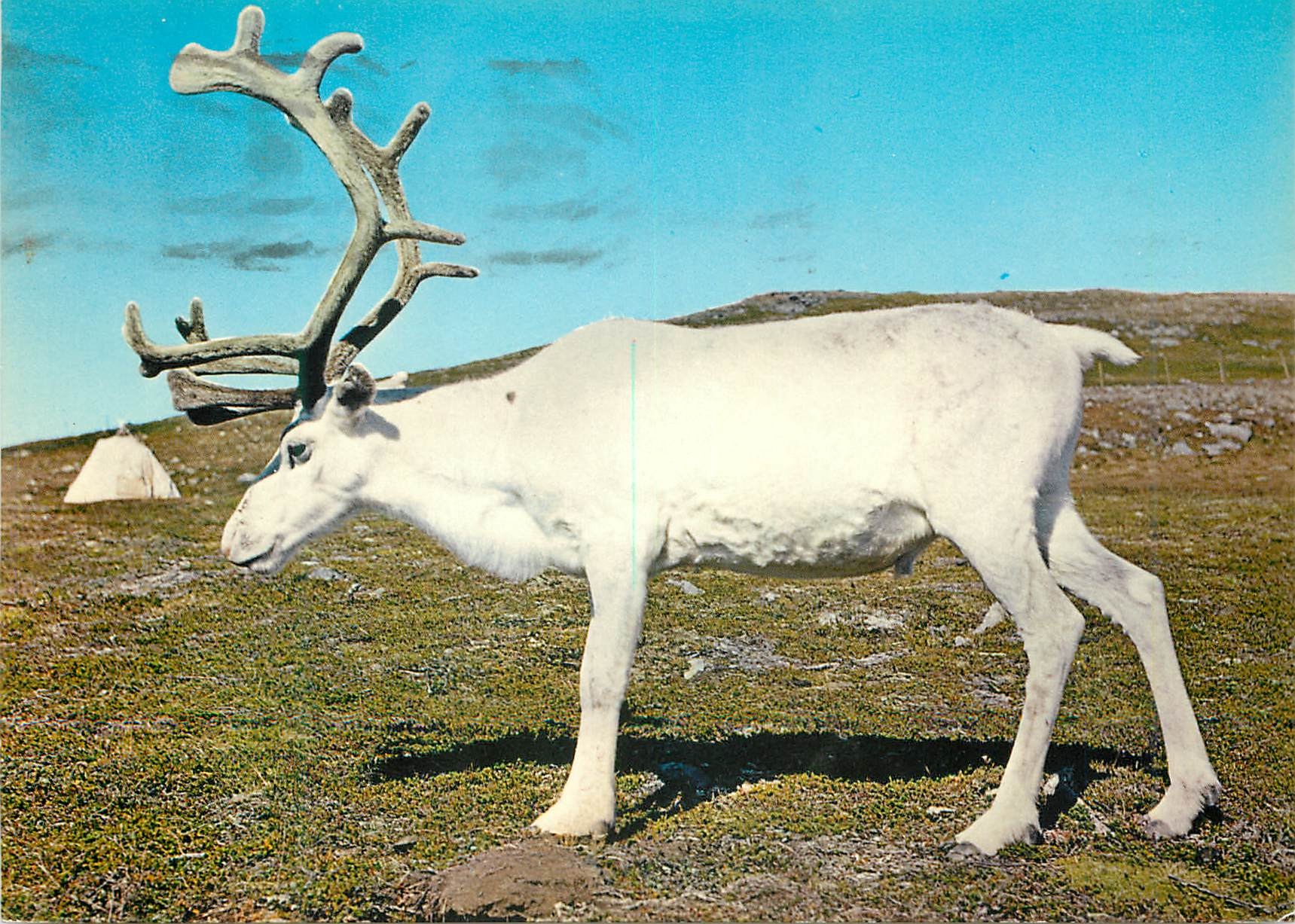 CPM Norway Reindeer in white fur 