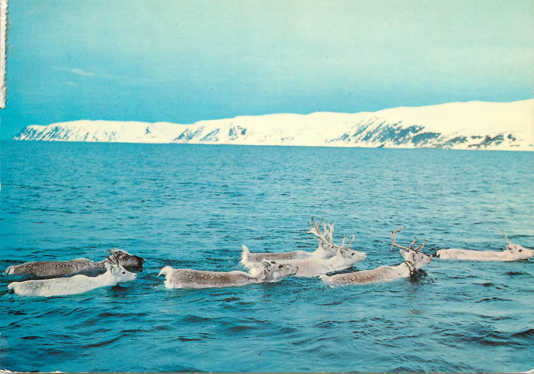 CPM Norway Reindeer swimming across the Magercy sound 