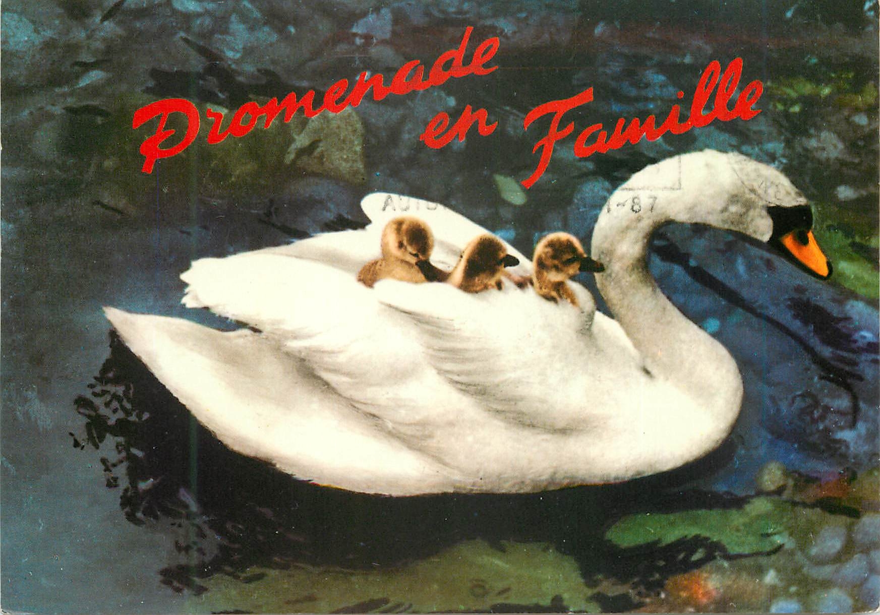 CPM Lac Leman Promenade en famille Cygne Canard
