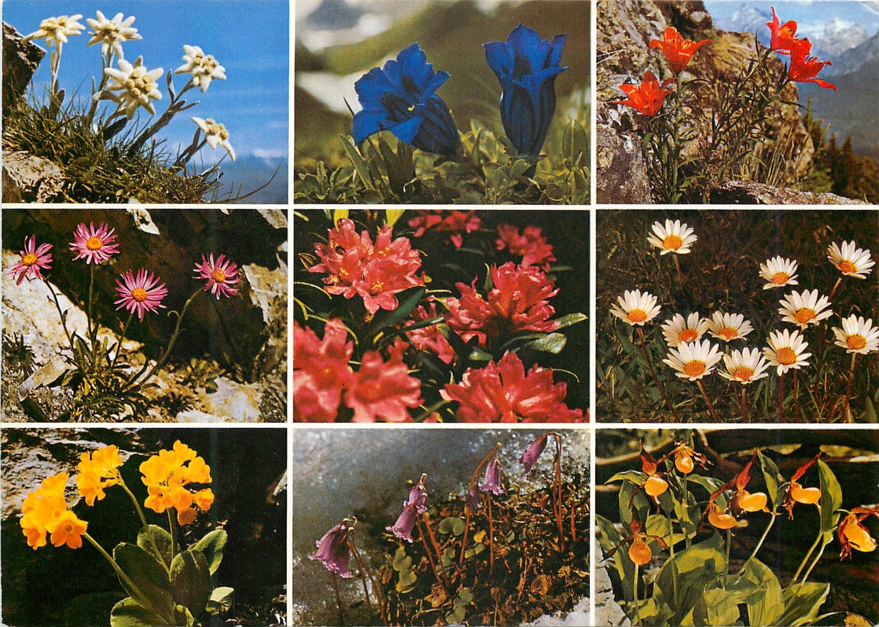 CPM Fleurs des Alpes 