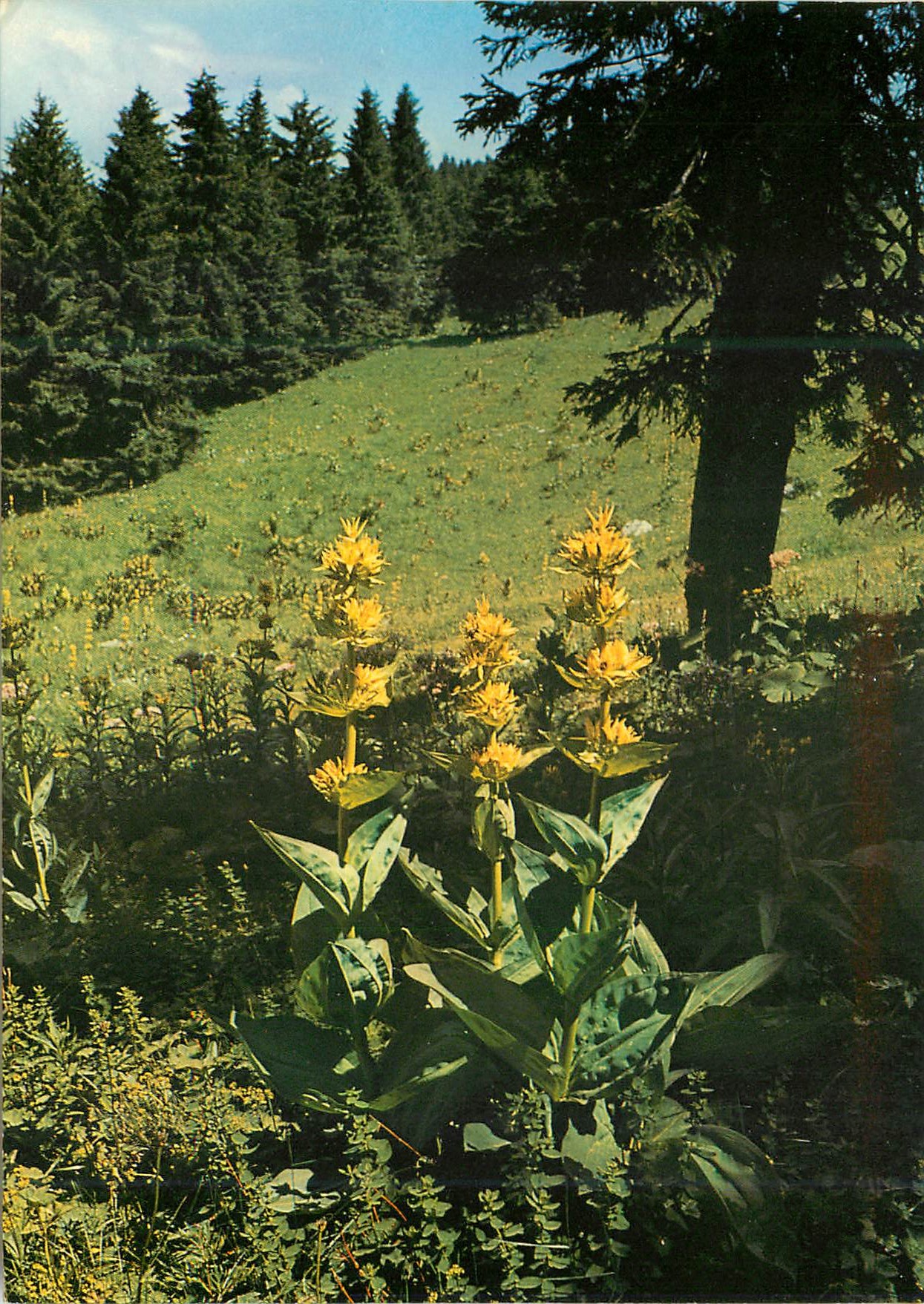 CPM Gentiana lutea 