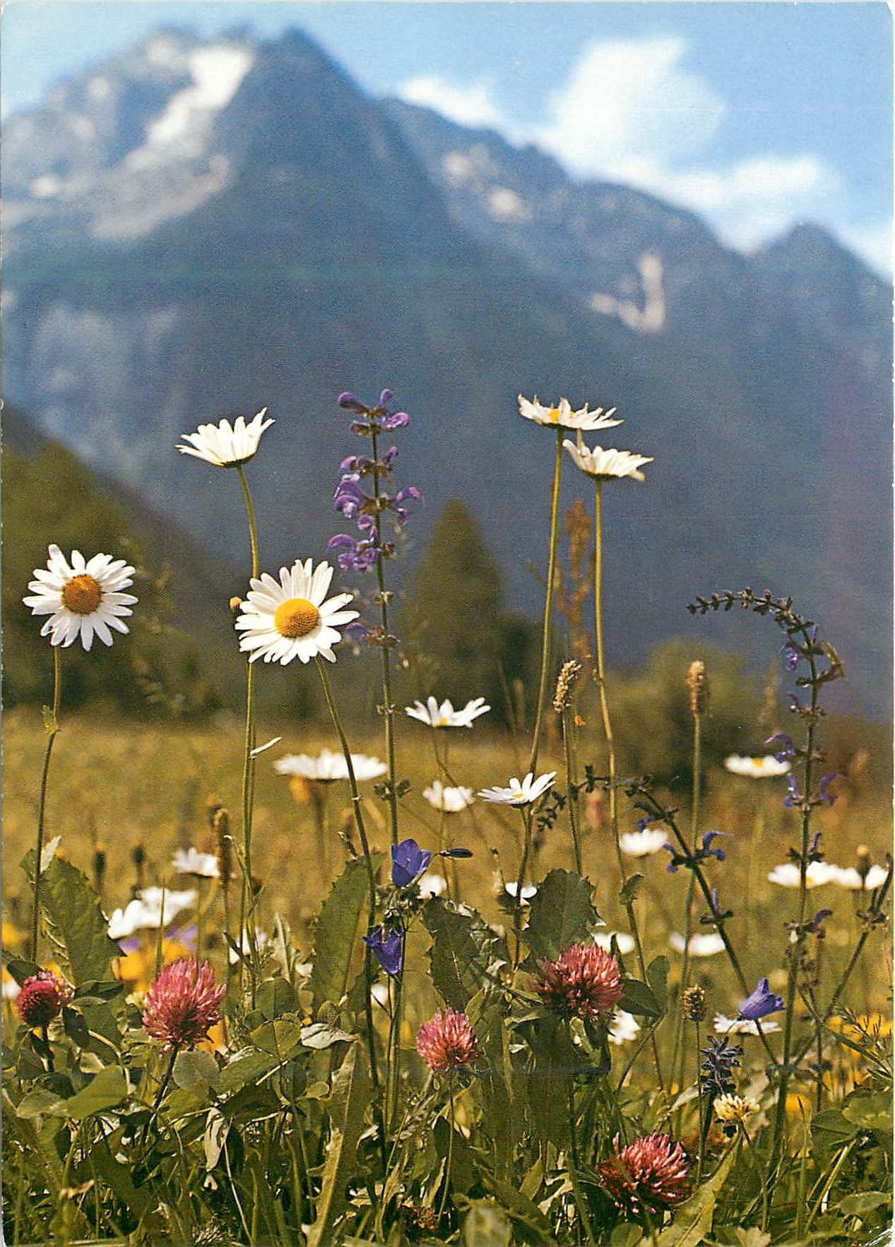 CPM Fleurs des champs 