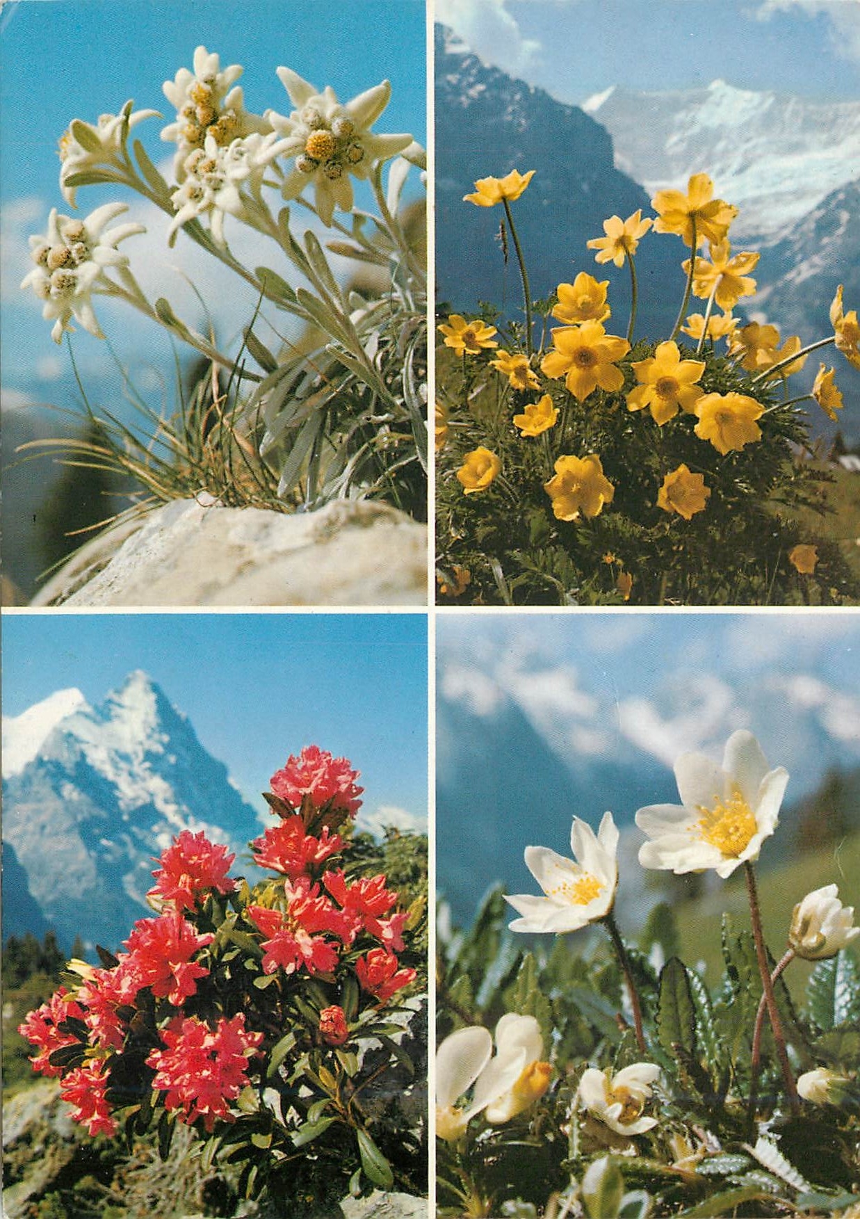CPM Etoile des Alpes Anemone jaune Rosage ferrugineux Chenette 
