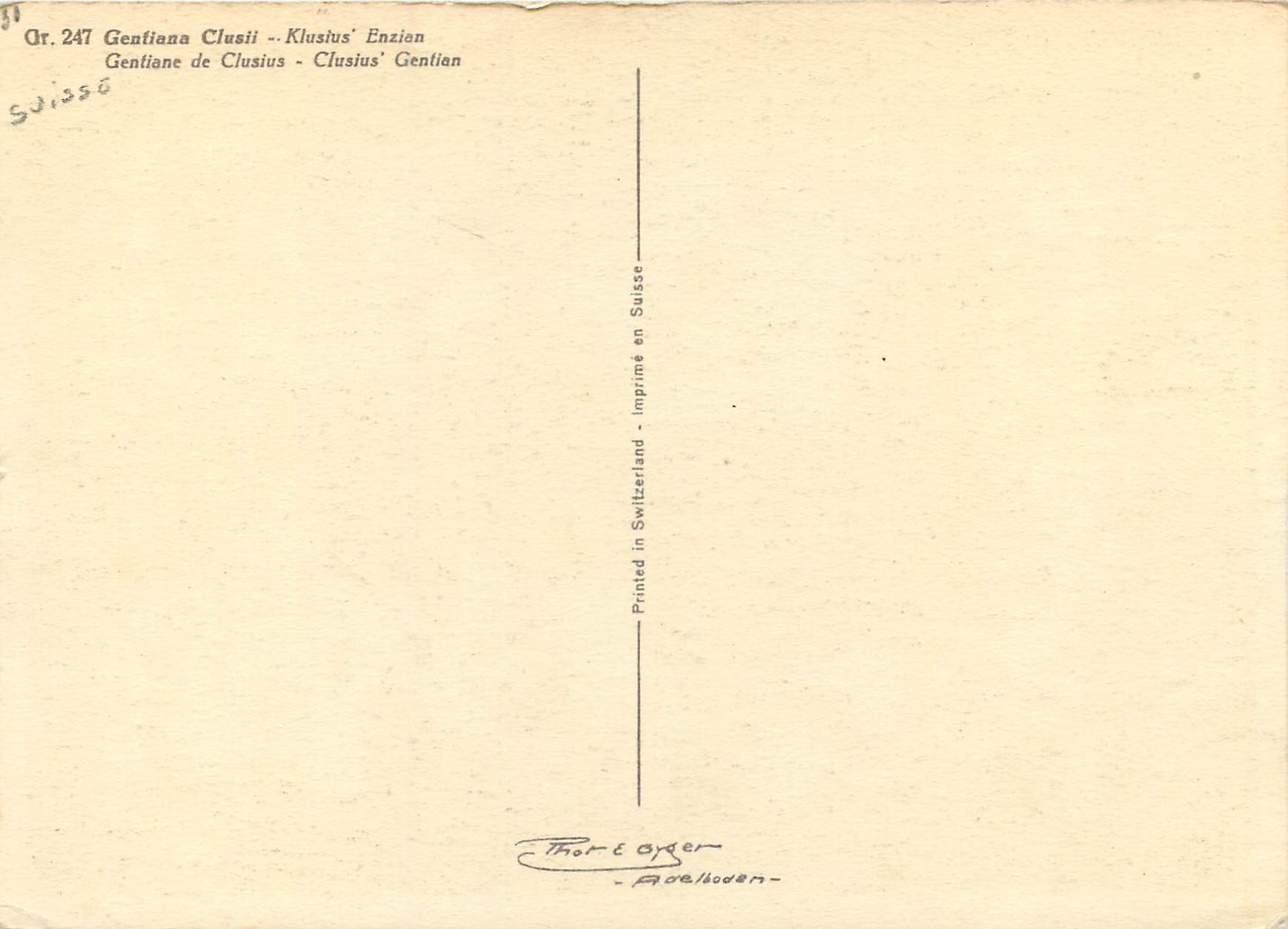 CPM Gentiane de Clusius  — Verso