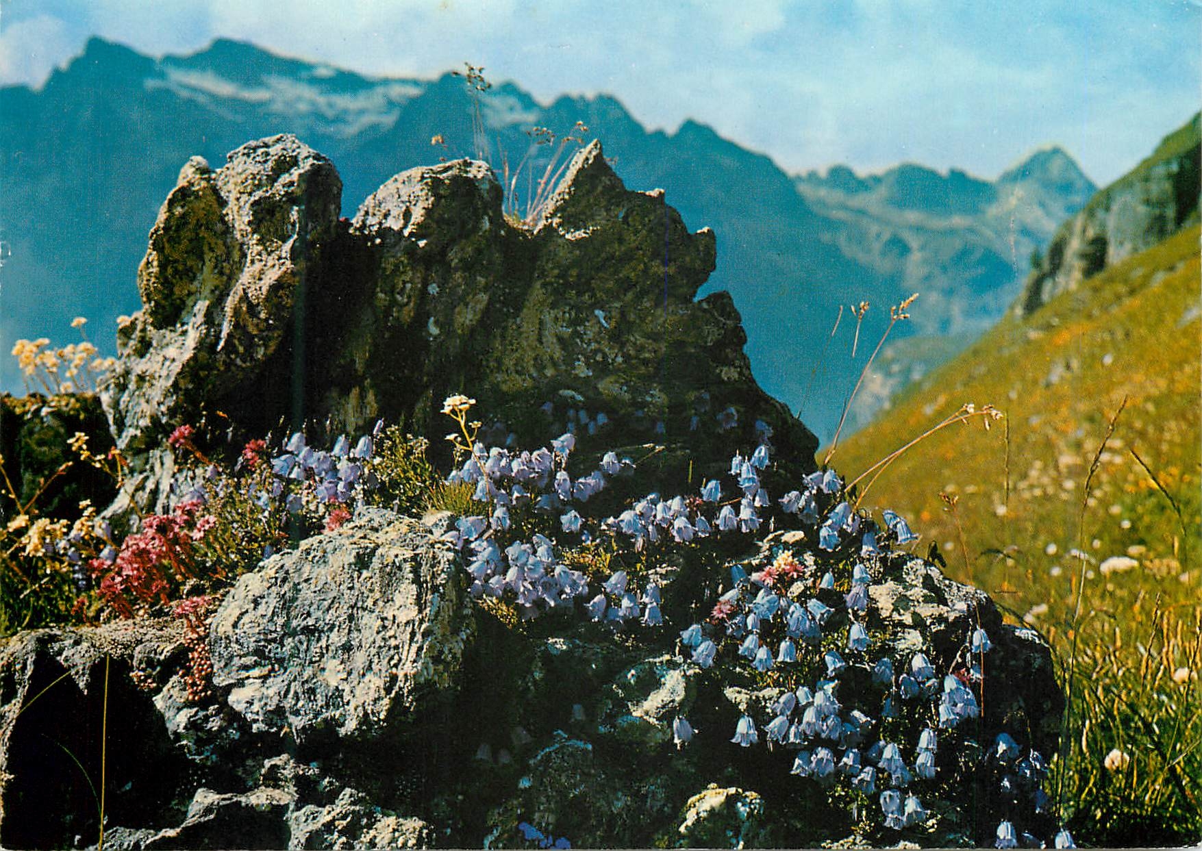 CPM Campanula cochleariifolia 
