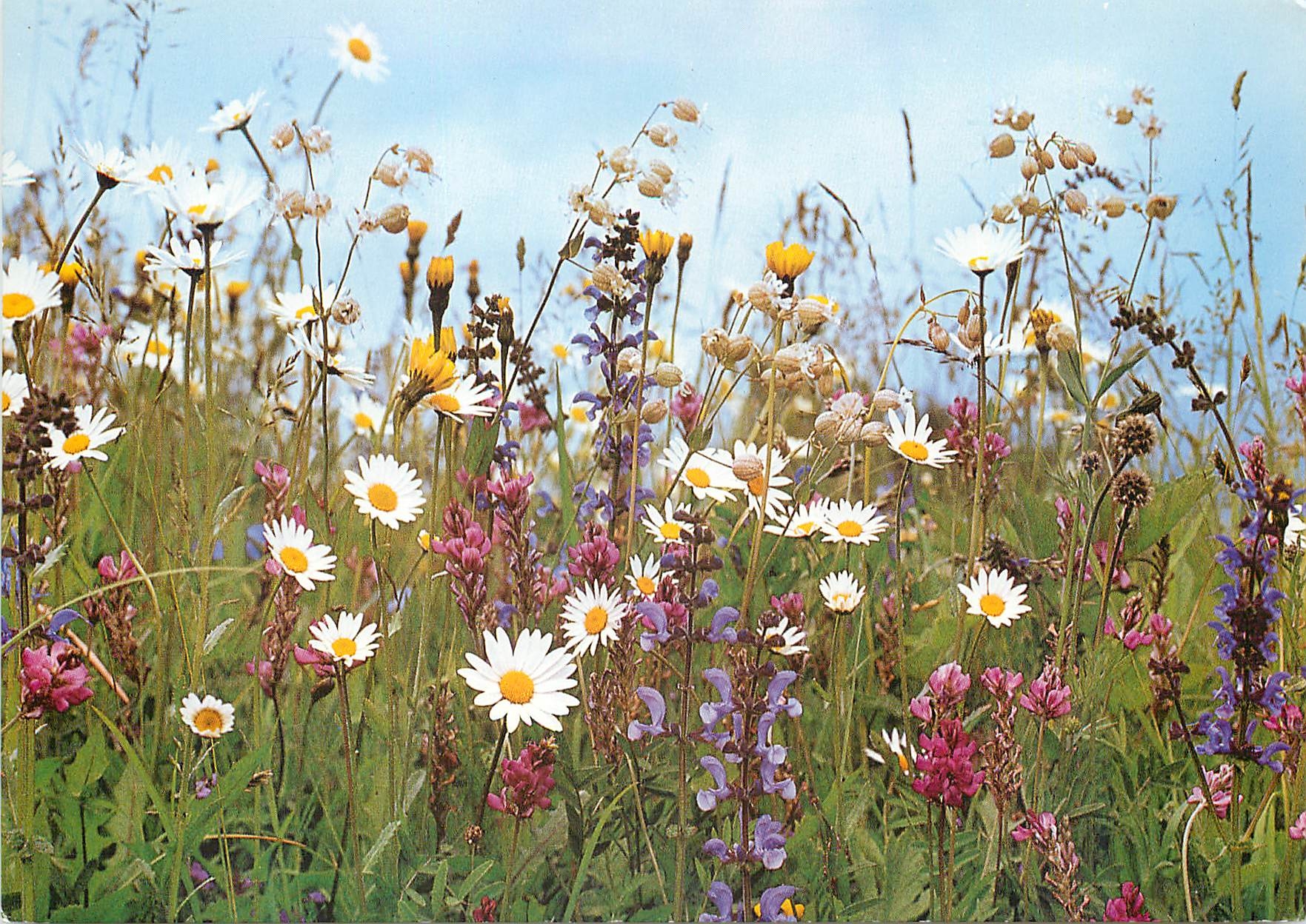 CPM Fleurs des champs 