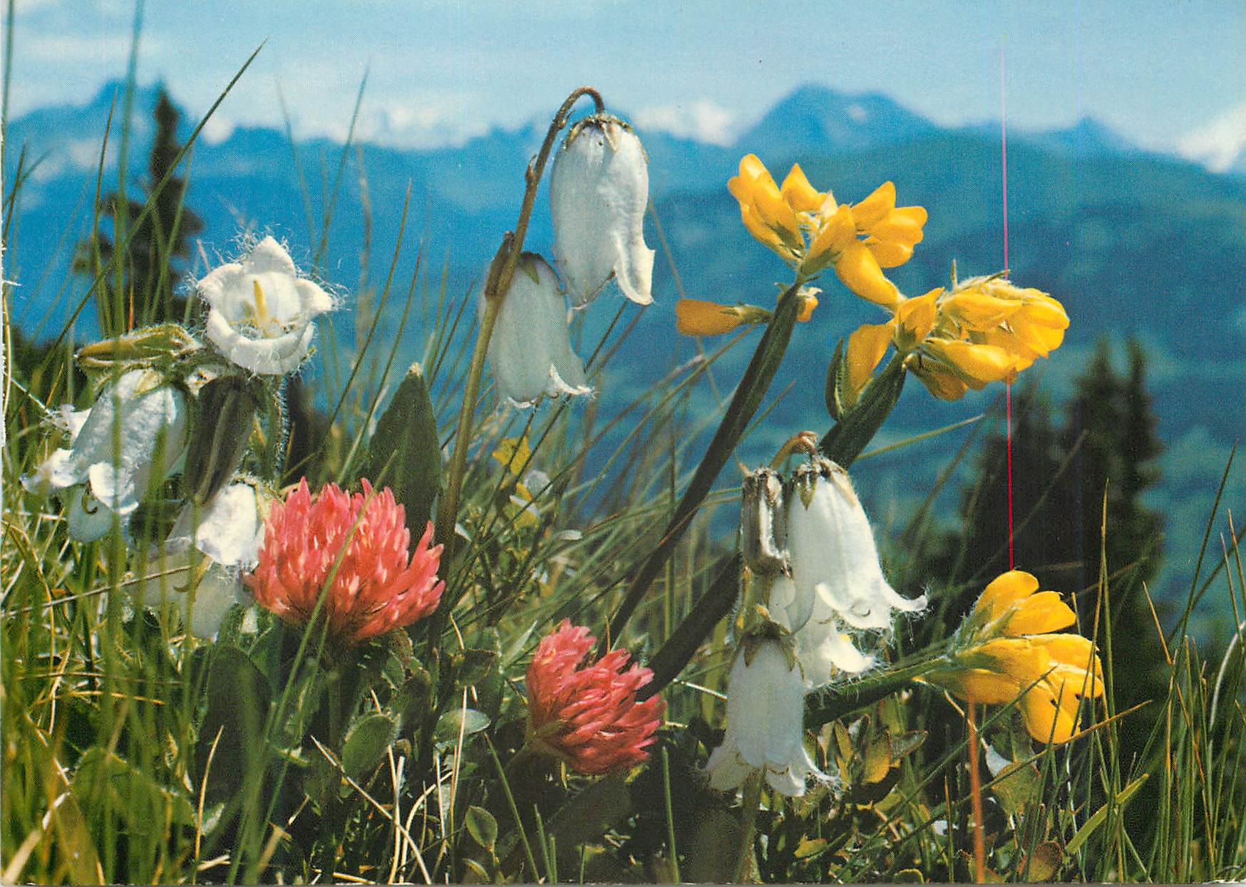 CPM Campanula barbata 