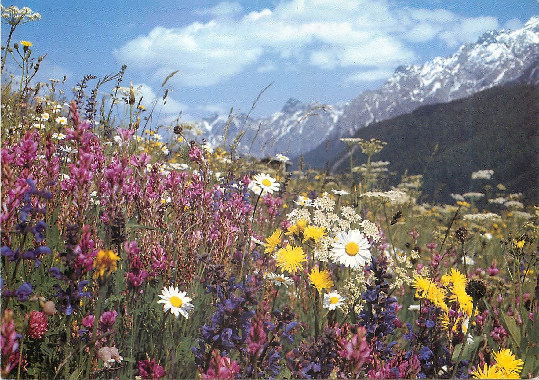 CPM Fleurs des champs 