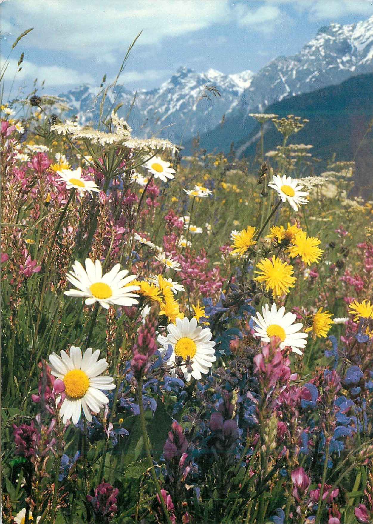 CPM Fleurs des champs 