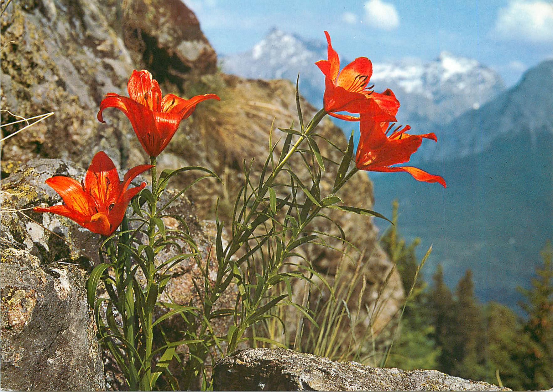 CPM Fleurs des champs Lis orange 