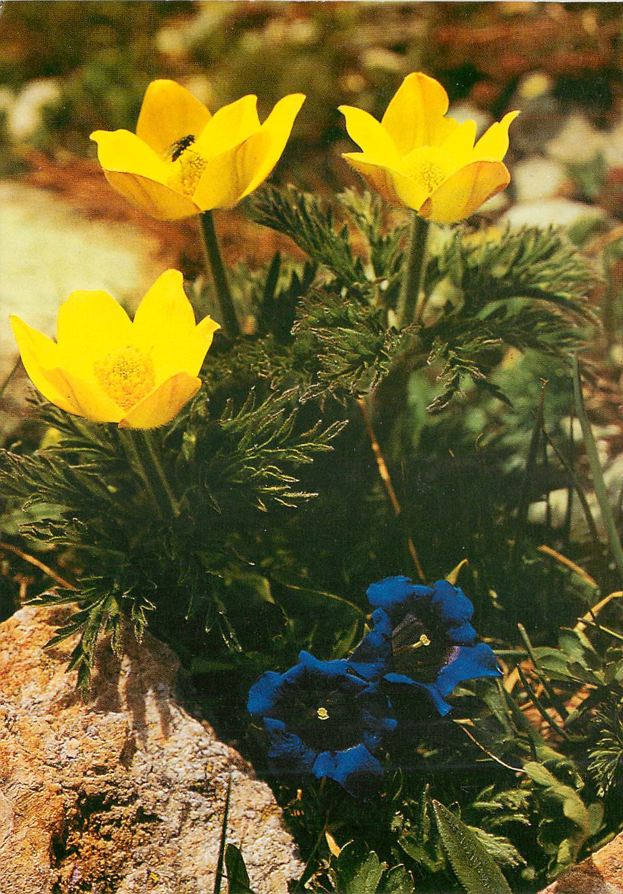 CPM Anemone a fleurs jaune Gentiane decoupee 