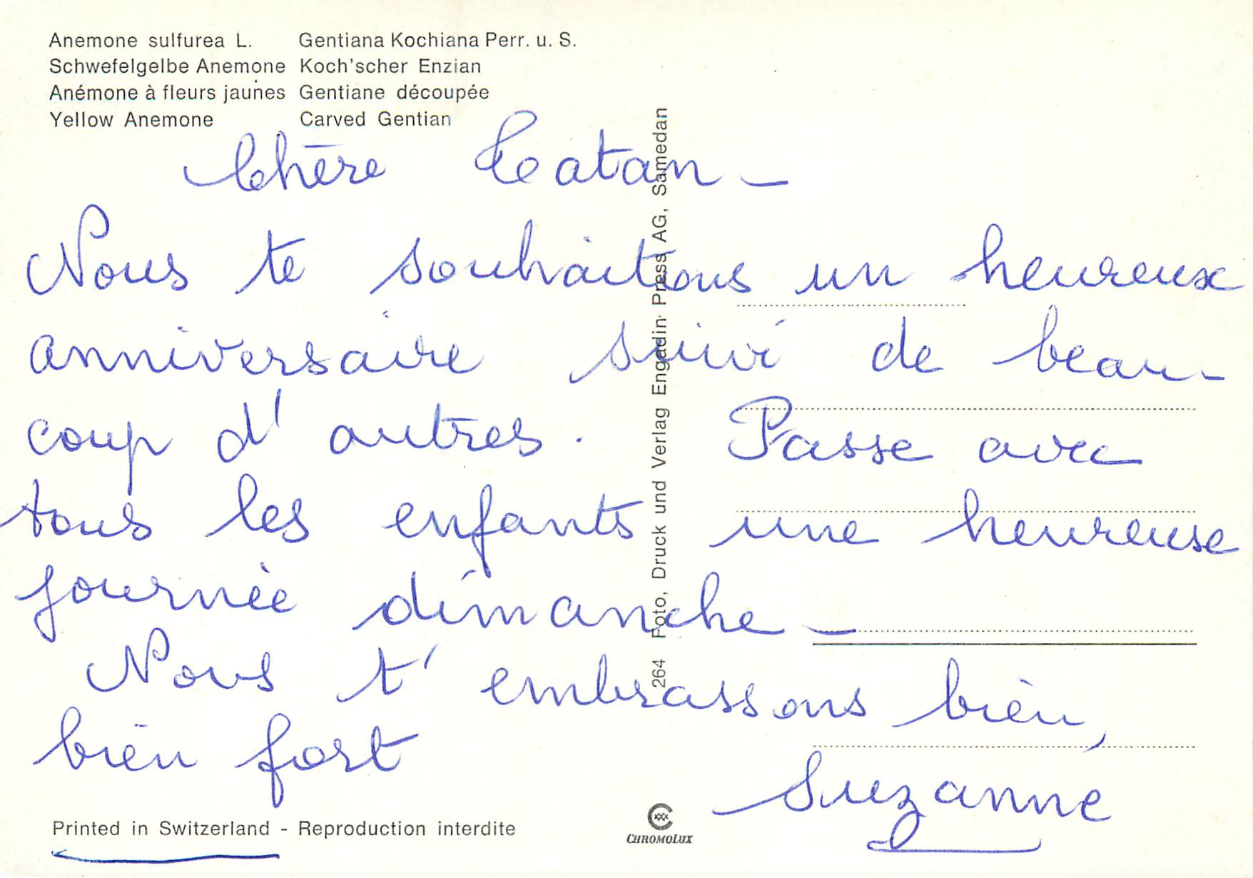 CPM Anemone a fleurs jaune Gentiane decoupee  — Verso