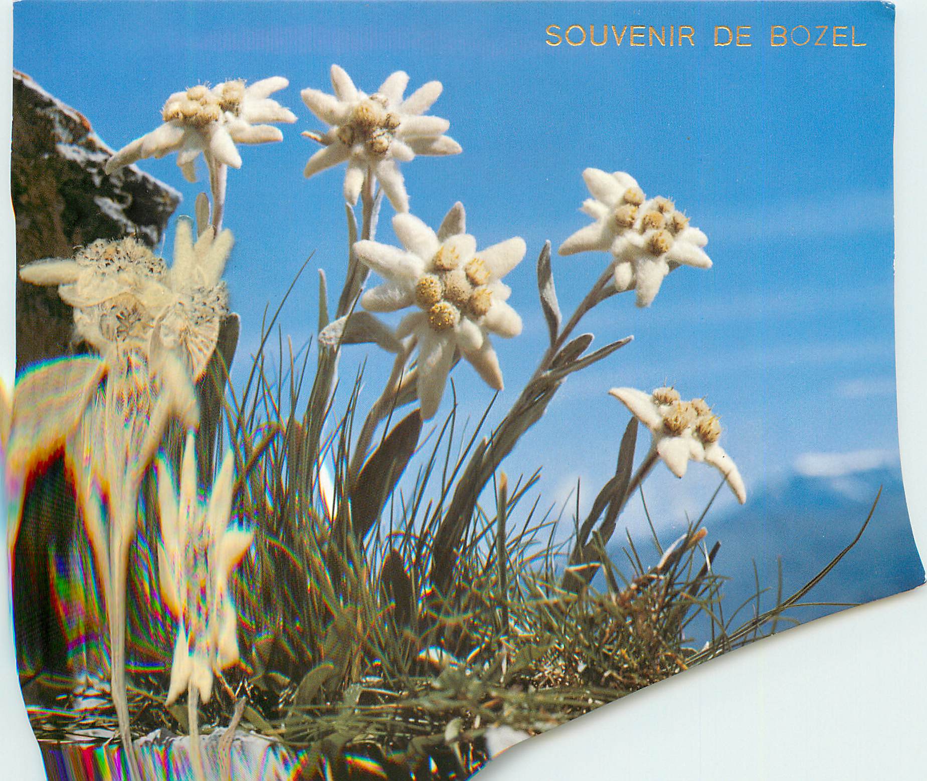 CPM Leontopodium alpinum Edelweiss 