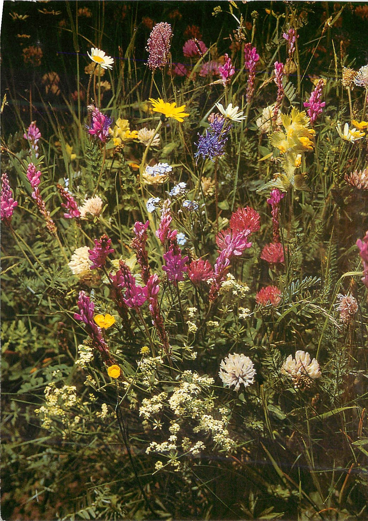 CPM Fleurs des champs 
