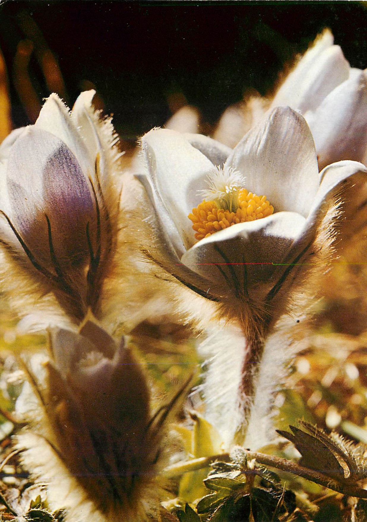 CPM Anemone printaniere 