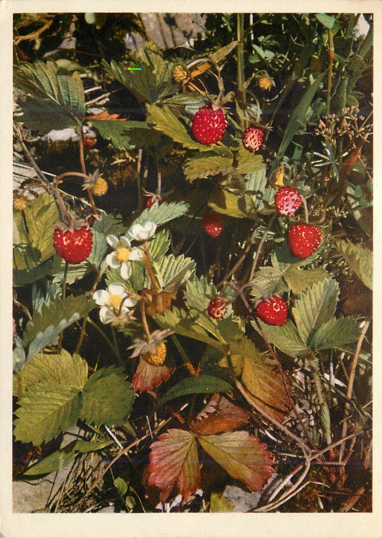 CPM Rosaceae 