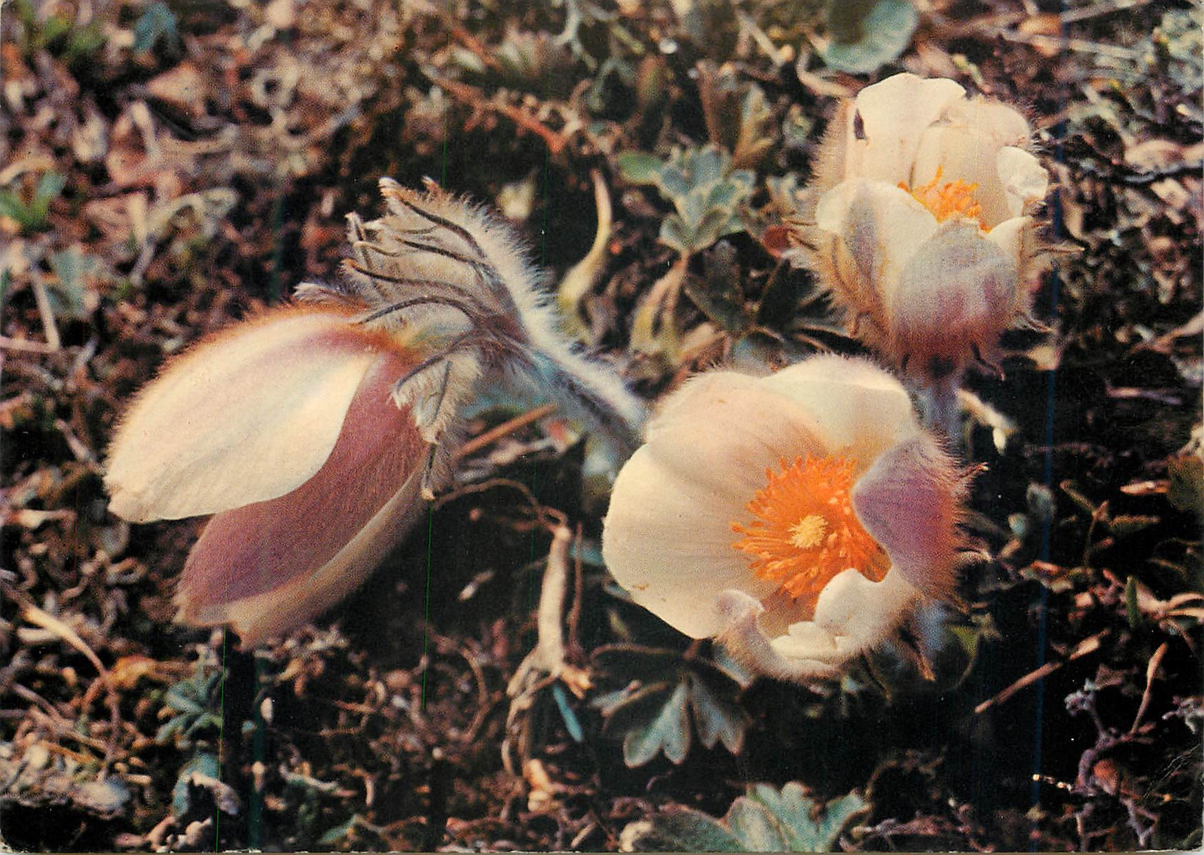 CPM Fleurs du Valais 