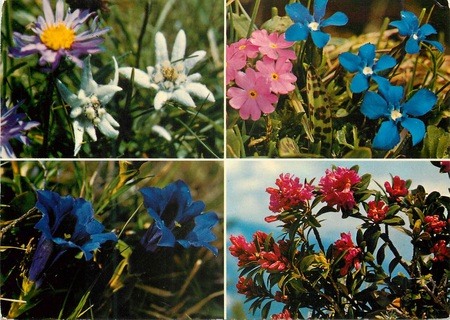 CPM Fleurs alpines 