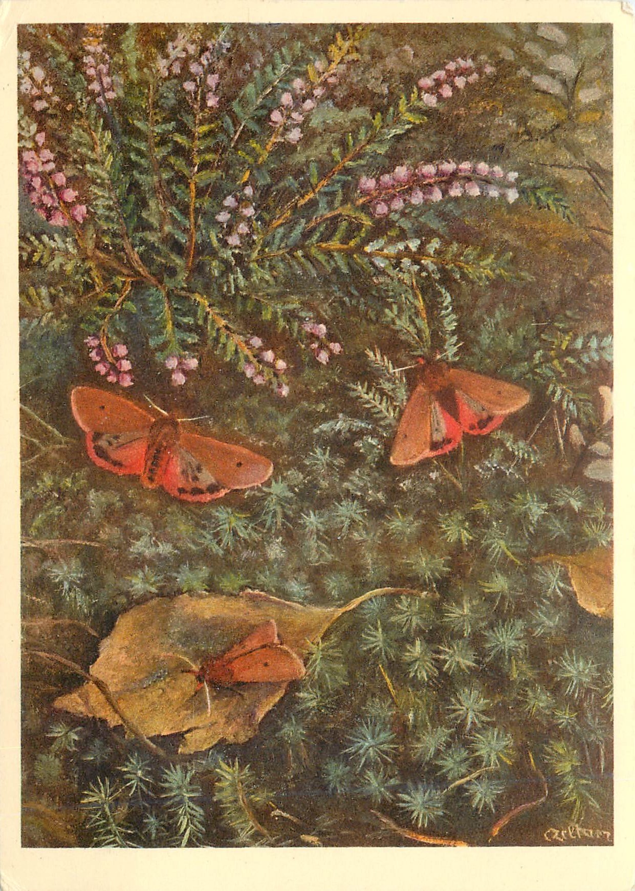 CPM Arclildae 