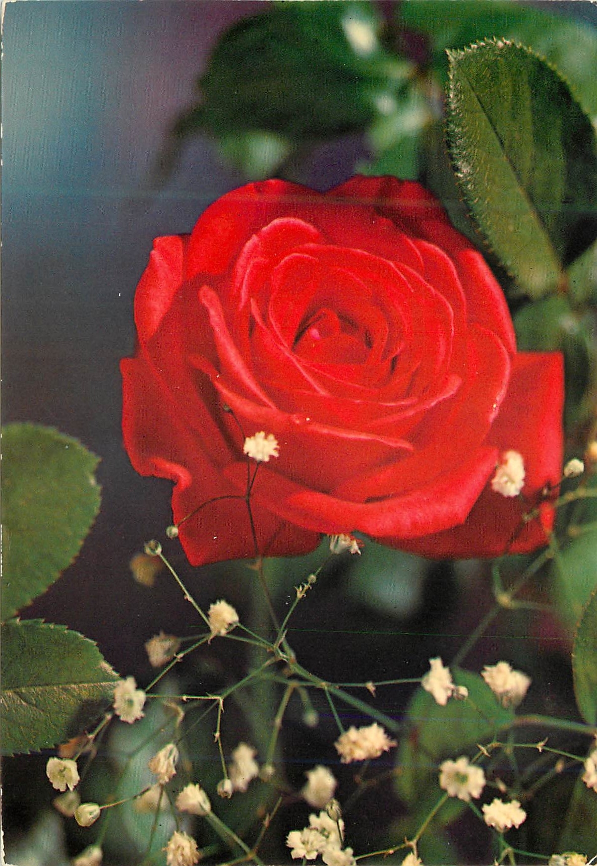 CPM Fleurs