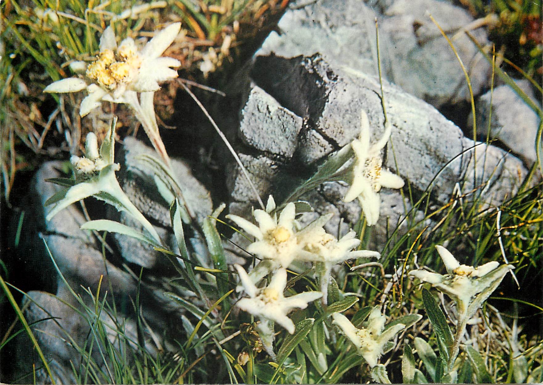 CPM Leontopodium alpinum 