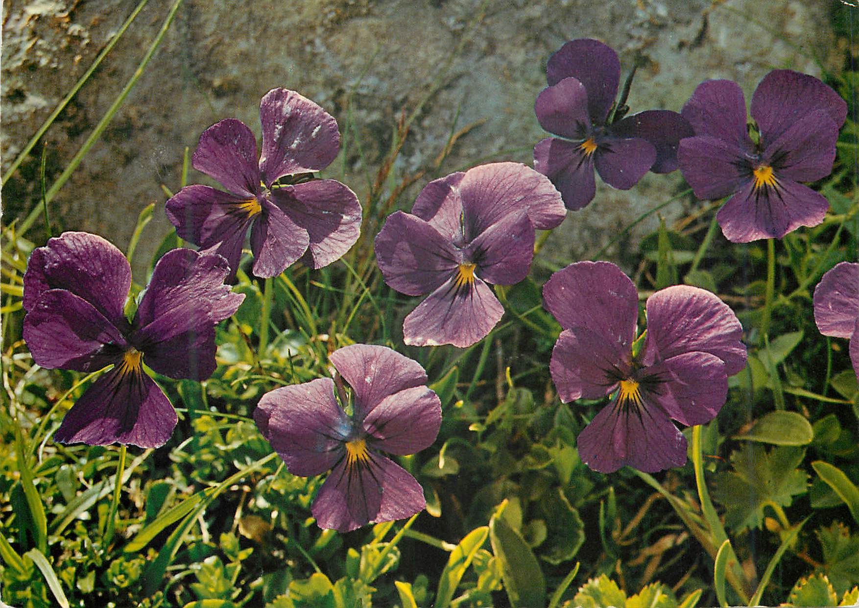 CPM Viola calcarata 