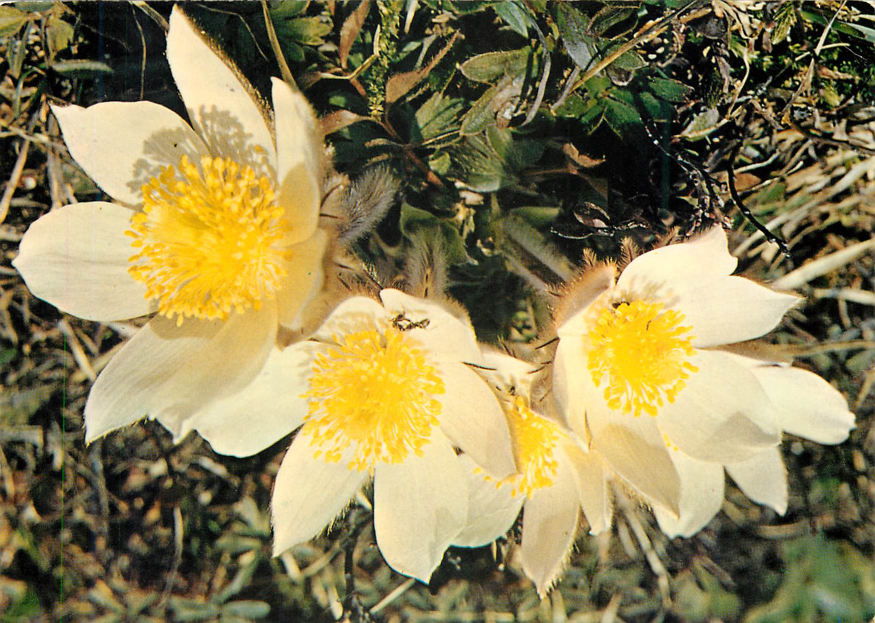CPM Anemone vernalis 