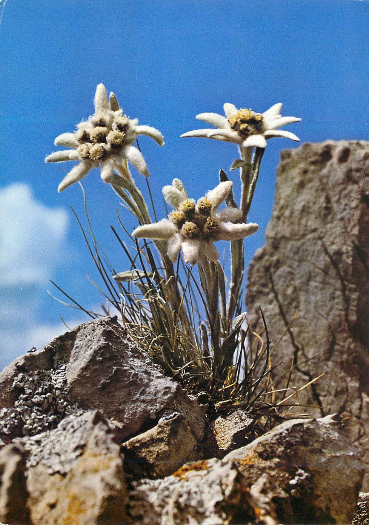 CPM Etoile des Alpes Edelweiss 
