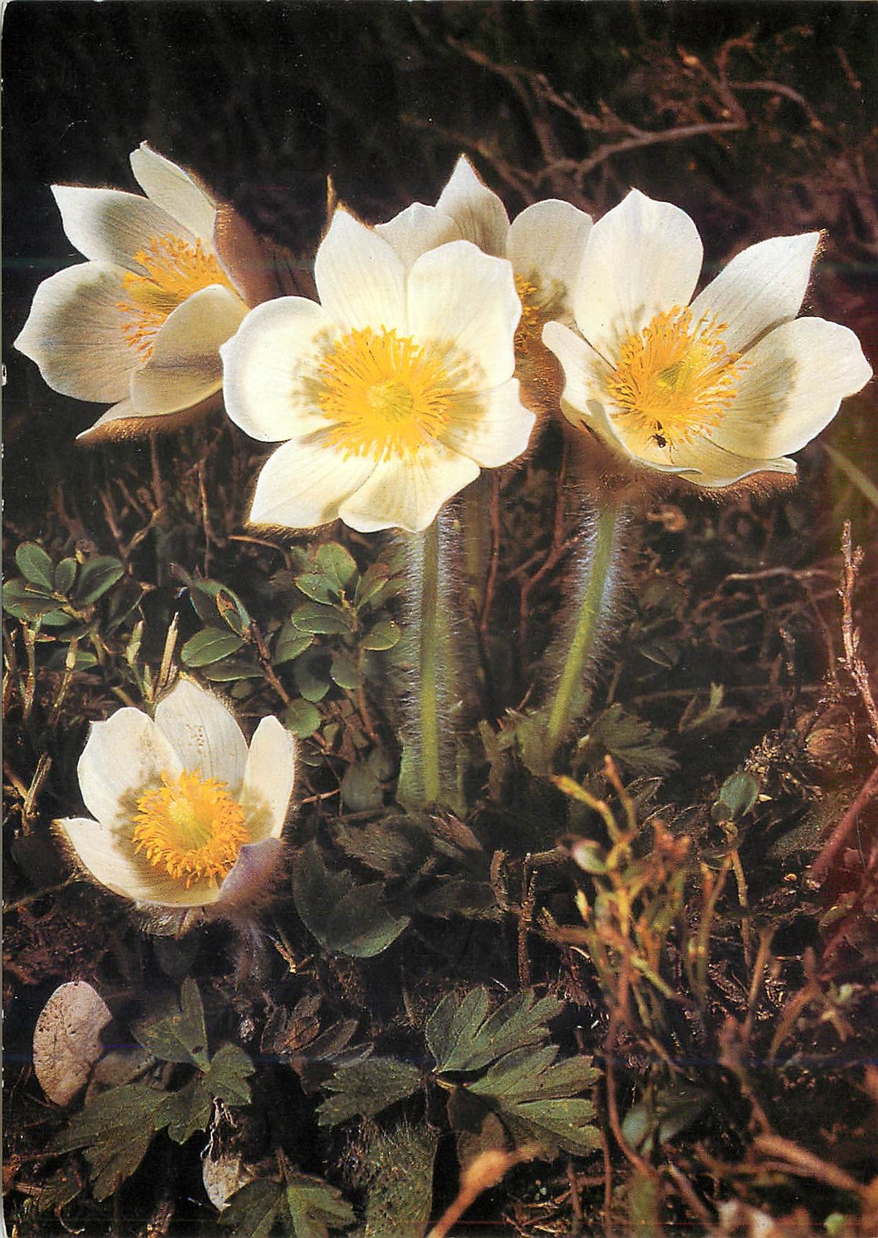CPM Anemone printaniere 