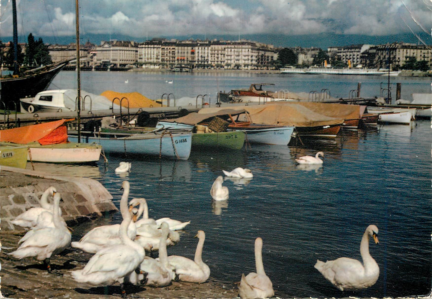 CPM Geneve Les cygnes et la Rade 