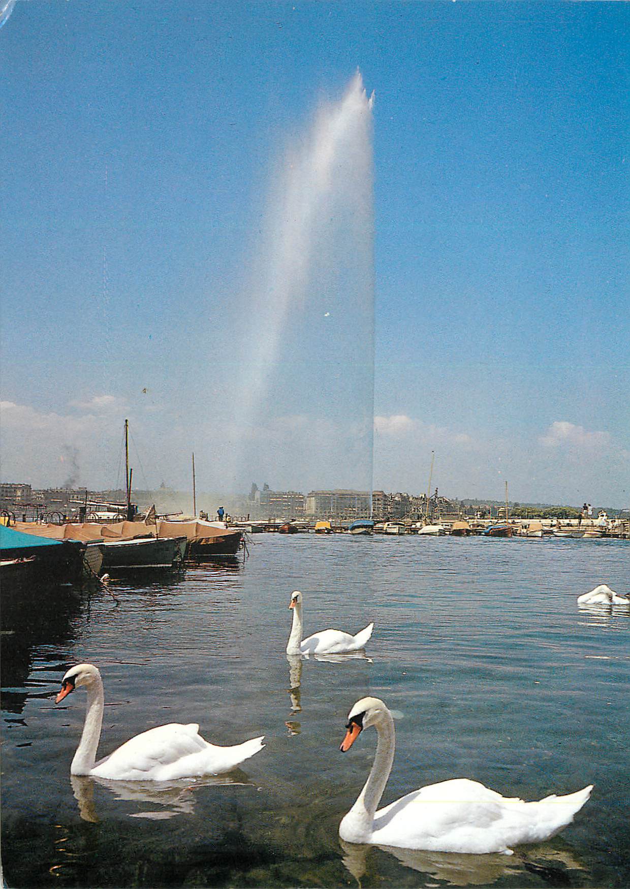 CPM Geneve Le jet d eau Cygnes