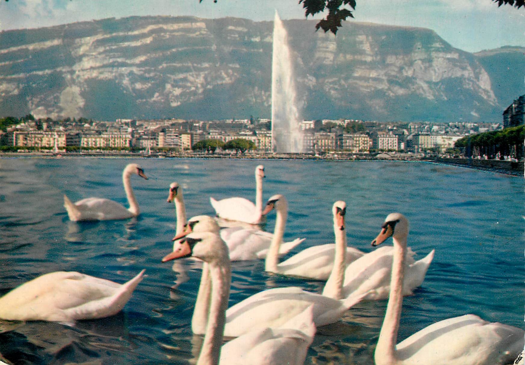 CPM Geneve Vue sur la Ville et le Saleve Cygnes