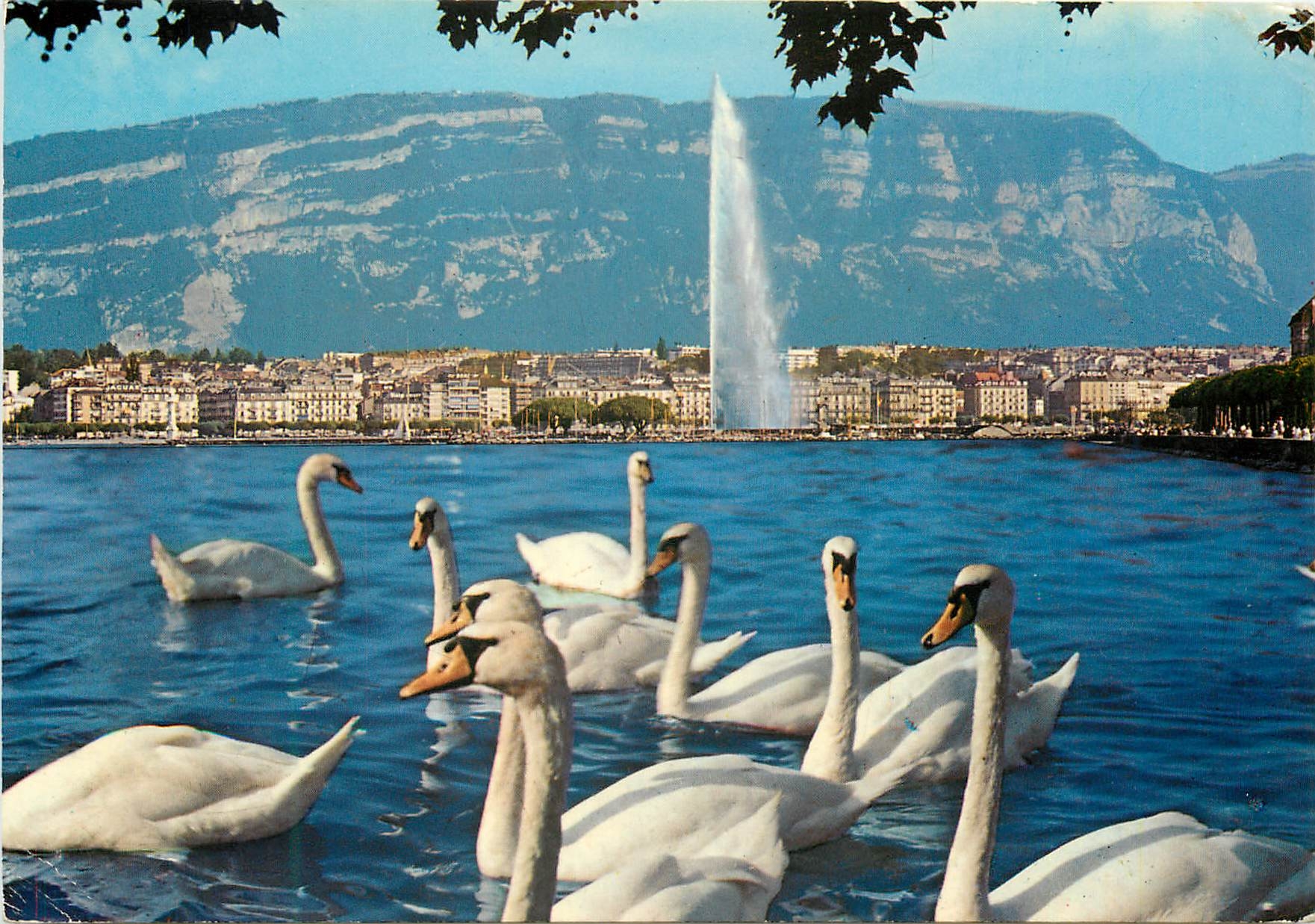 CPM Geneve La Rade Cygnes