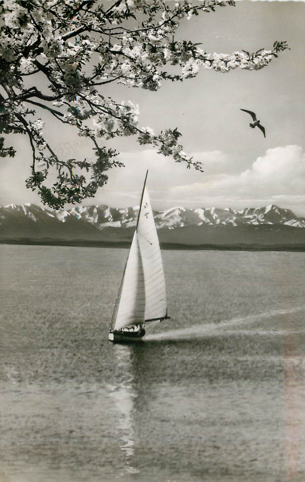 CPM Fruhling am Ammersee Obb bei Fernsicht mit Wettersteingebirge Bateau