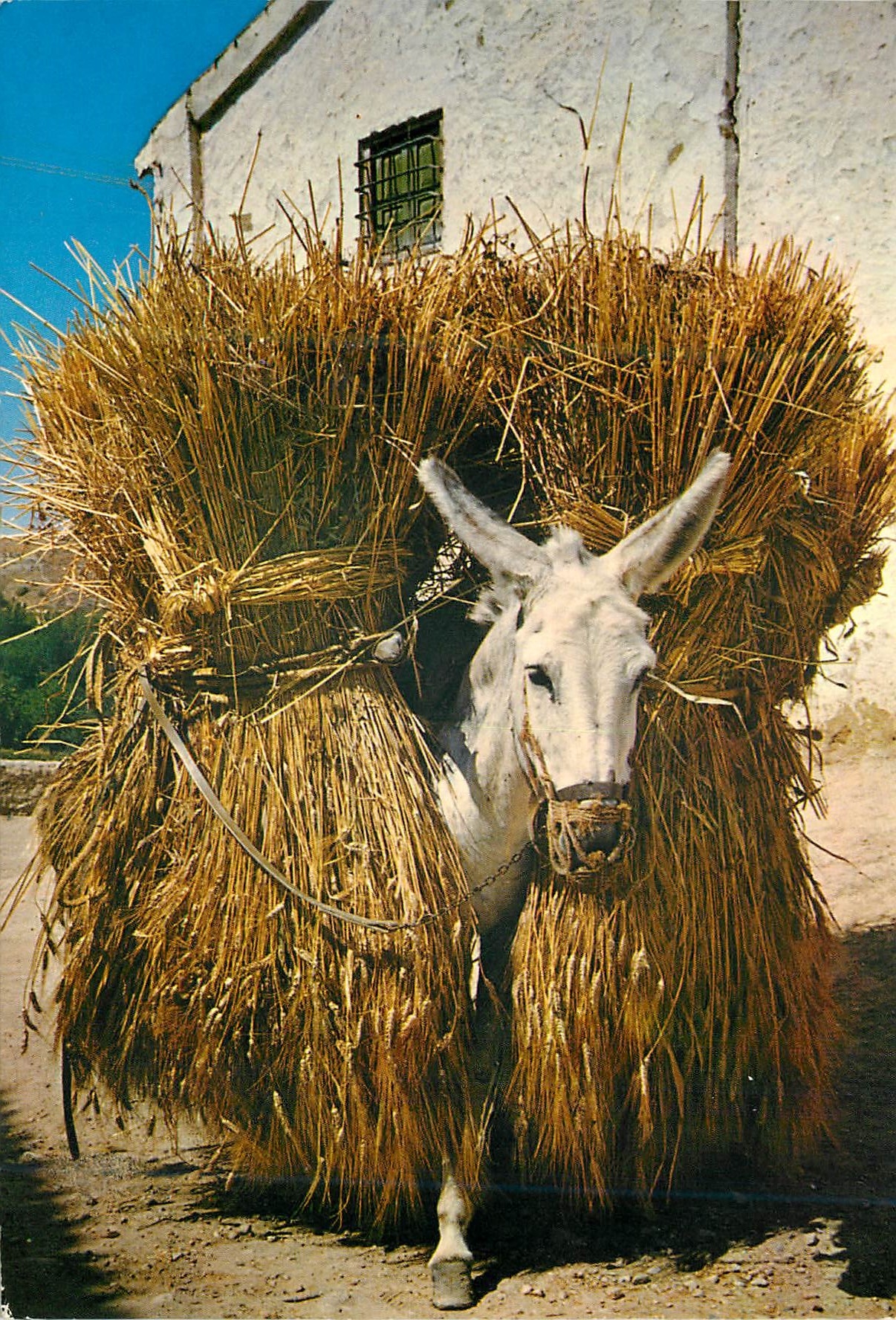 CPM Borrico Cargado de Trigo Bourricot charge de ble Ane Donkey