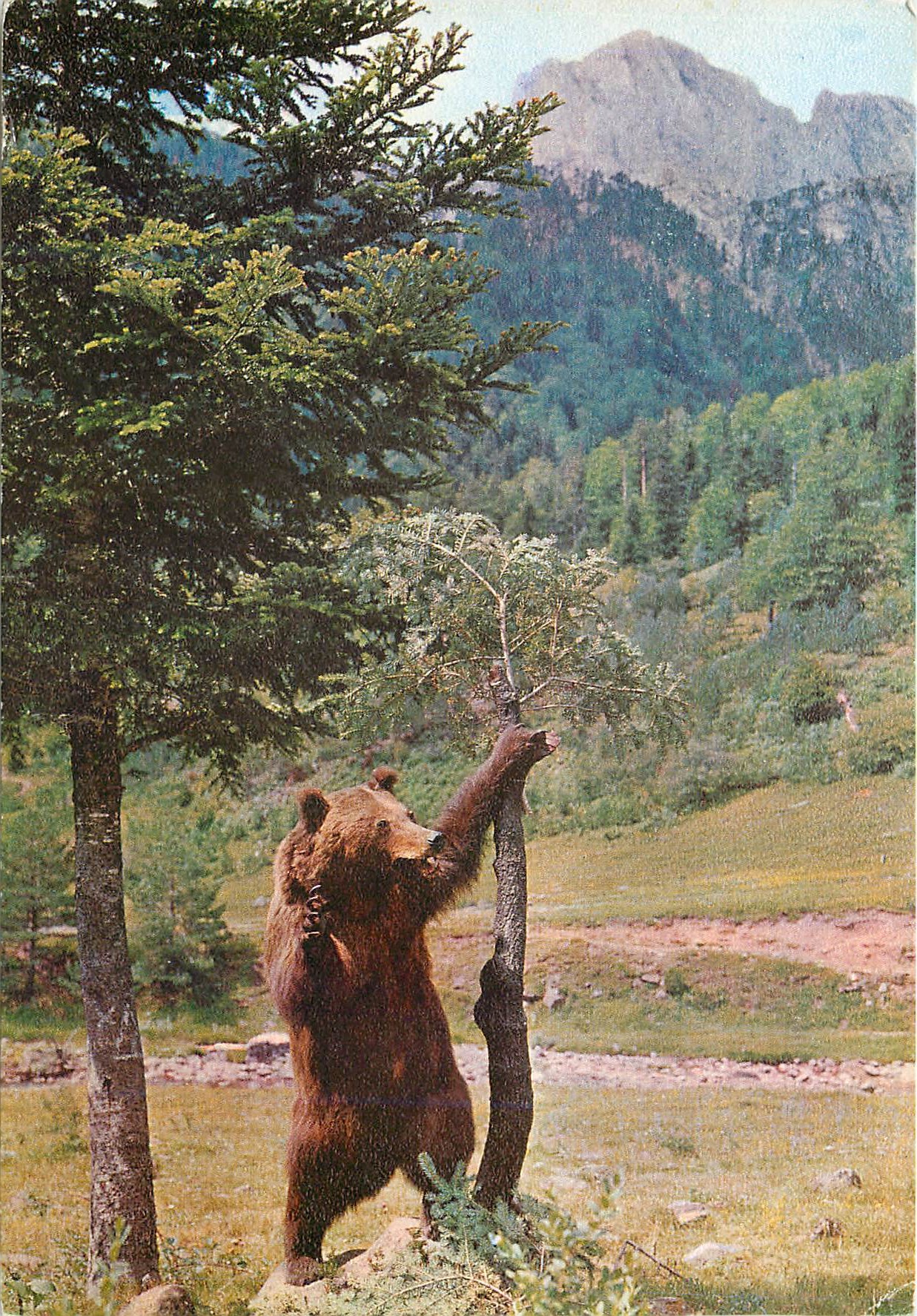 CPM Hecho Pirineo Aragones Oso Ursus aretos Pyrenaicus Ours