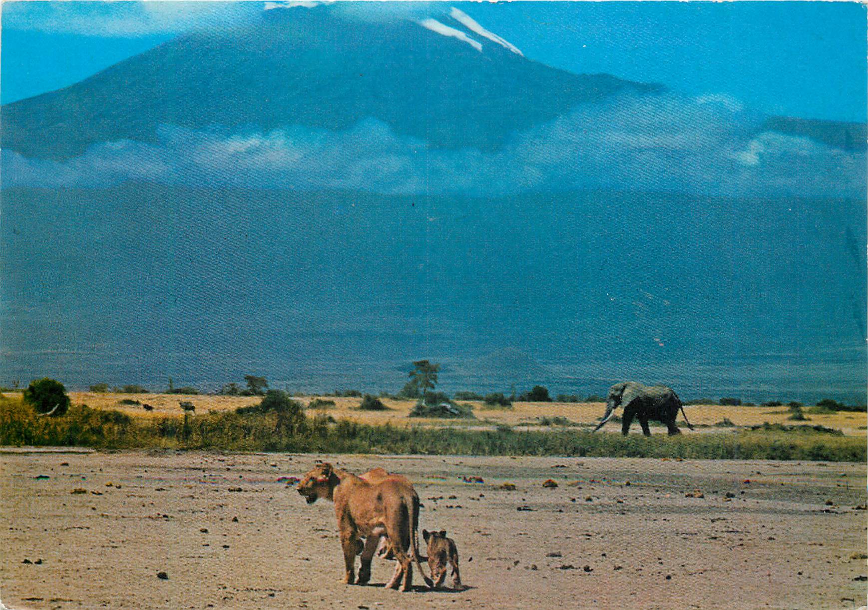 CPM african wild life lions elephant