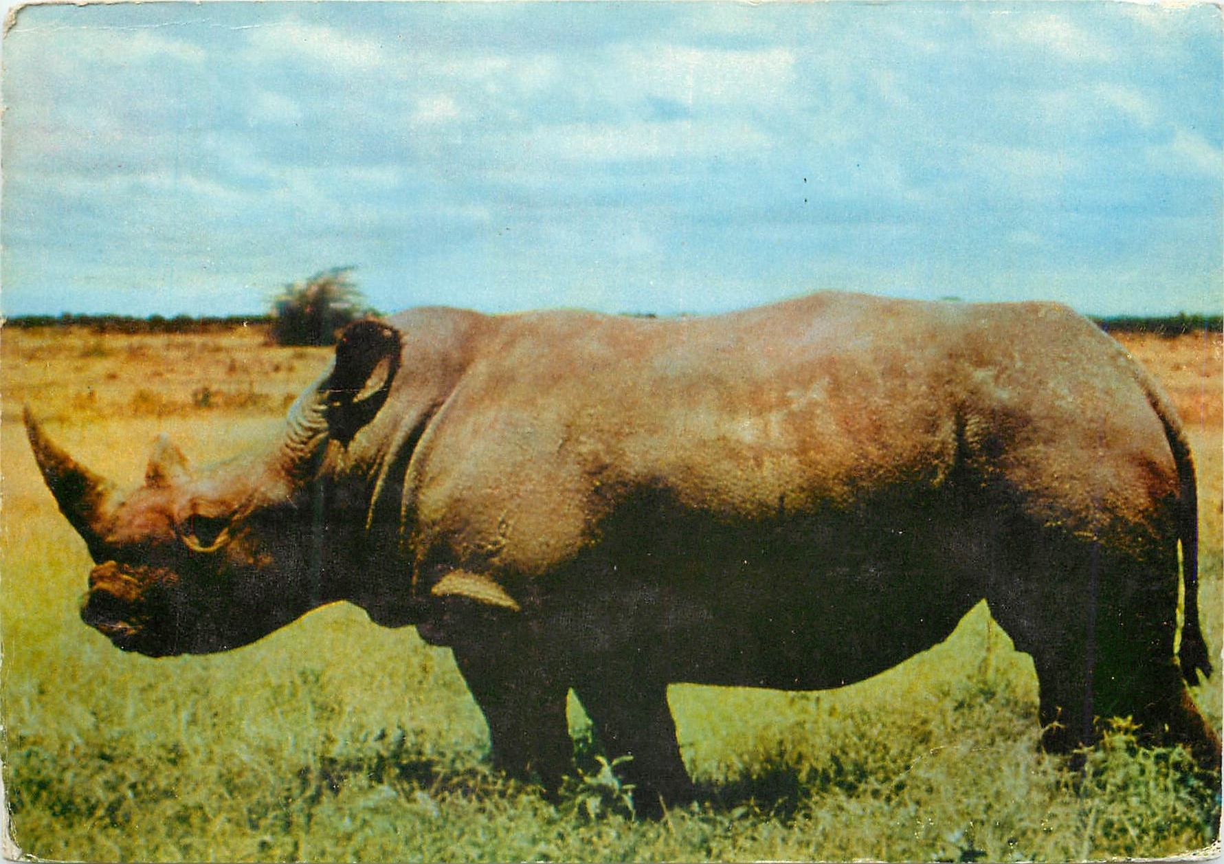 CPM un siecle apres livingstone Kenya Rhinoceros Tanganyka