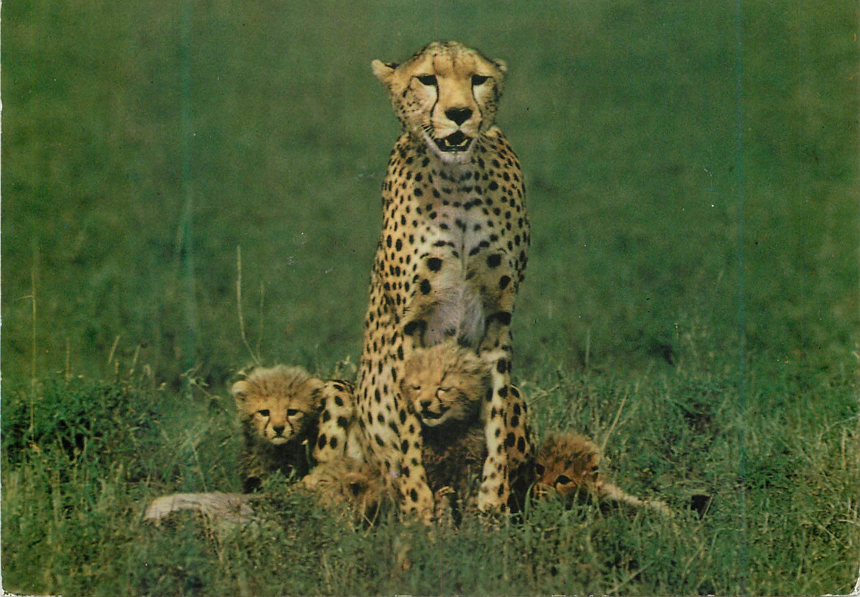 CPM East African wild life cheetah