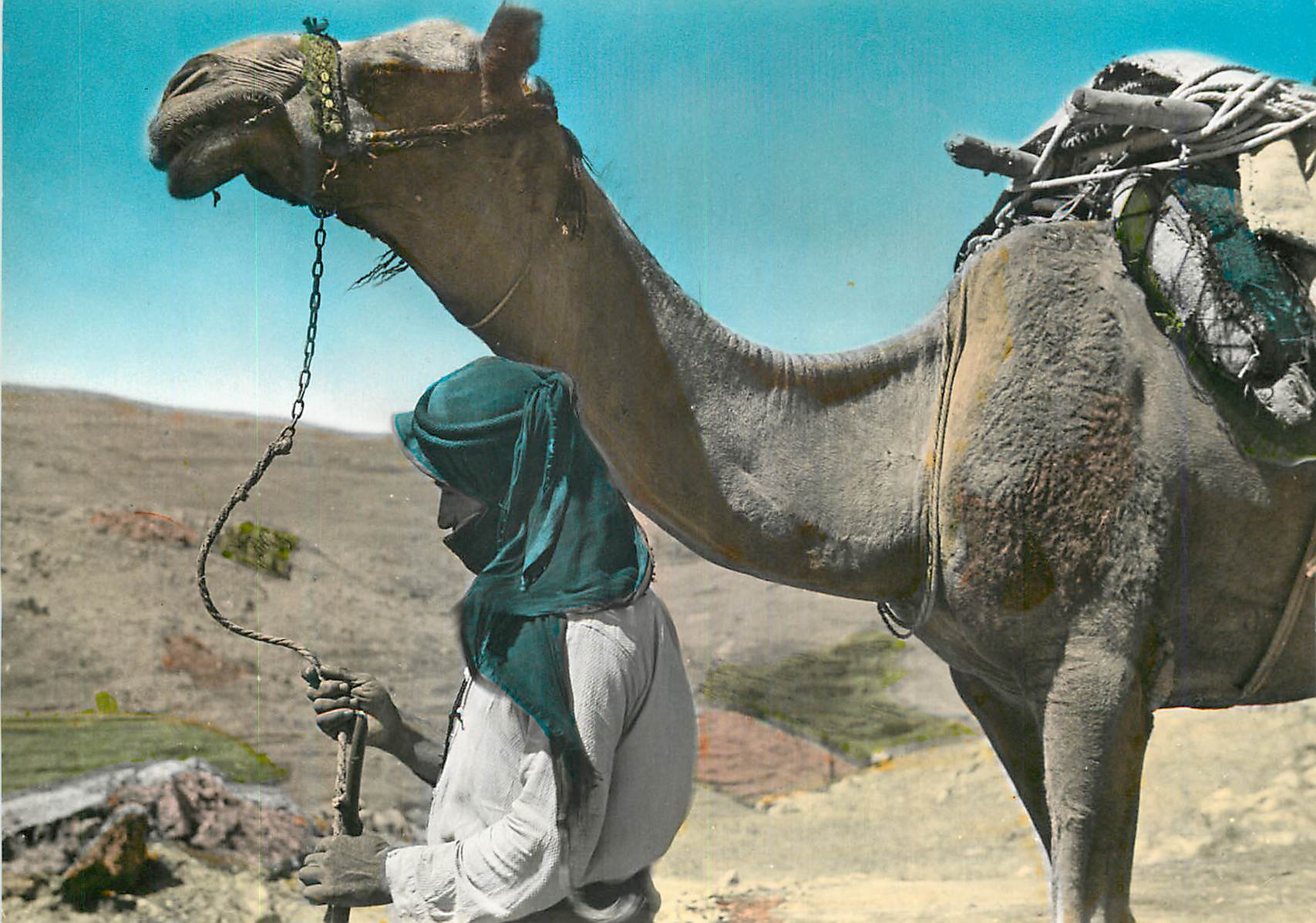 CPM Lebanon a camel driver Chameau