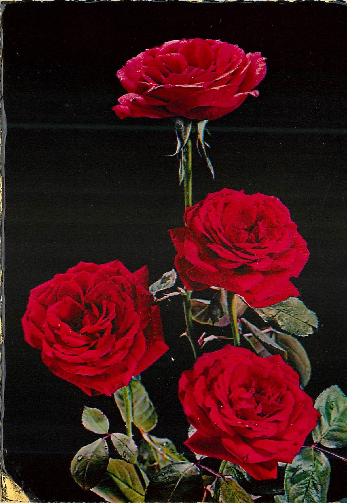 CPM Fleurs Roses