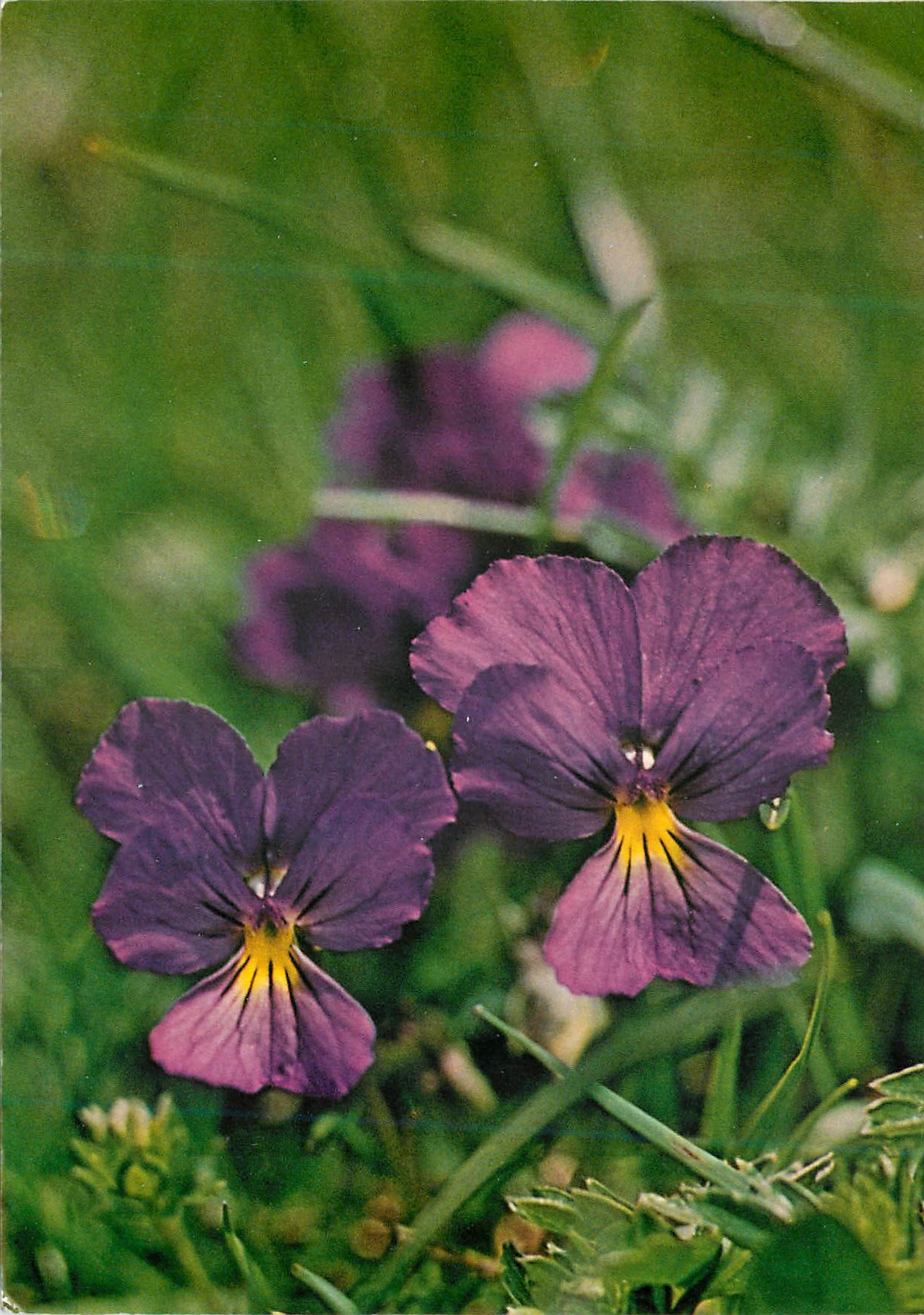 CPM Fleurs