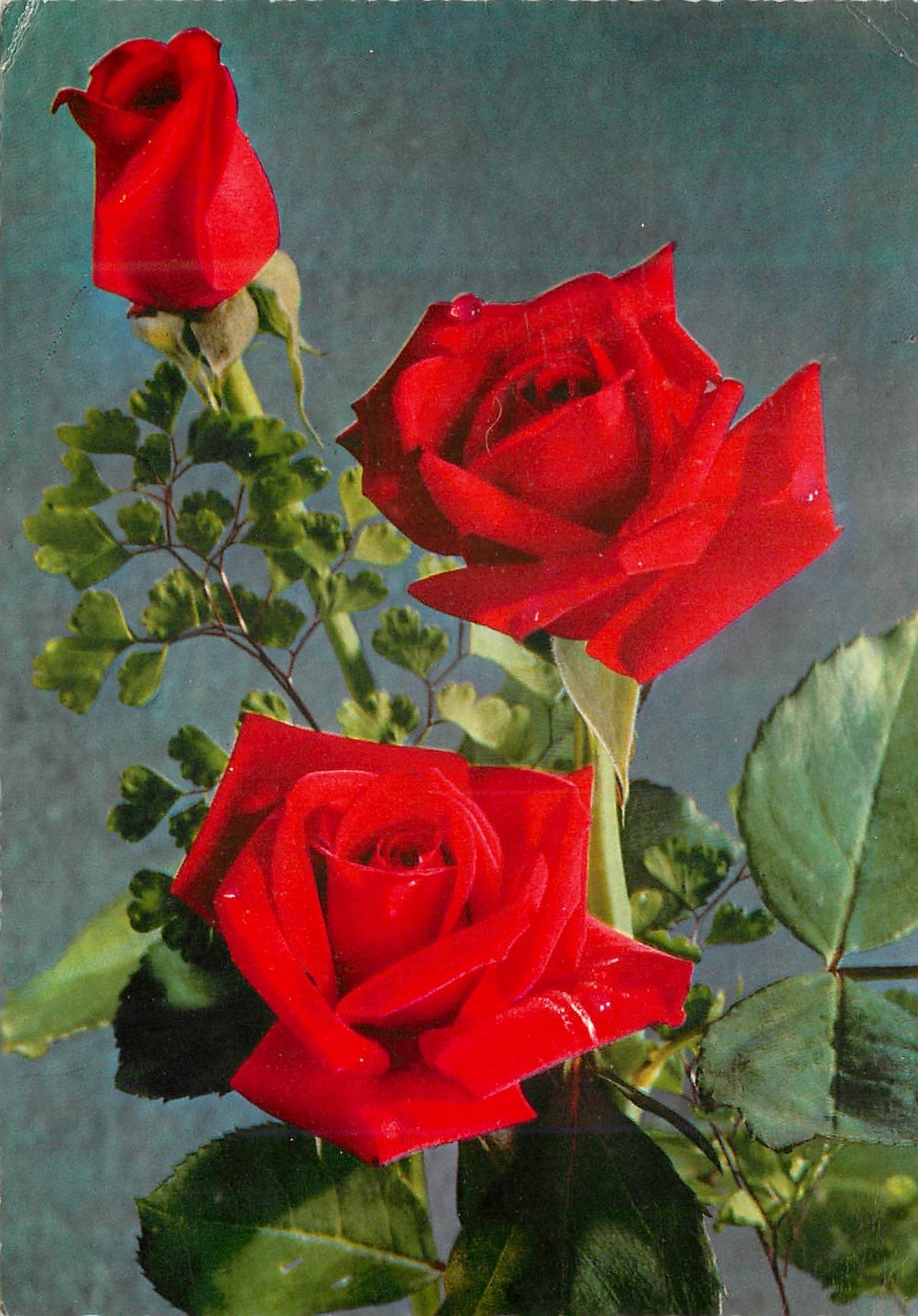 CPM Fleurs